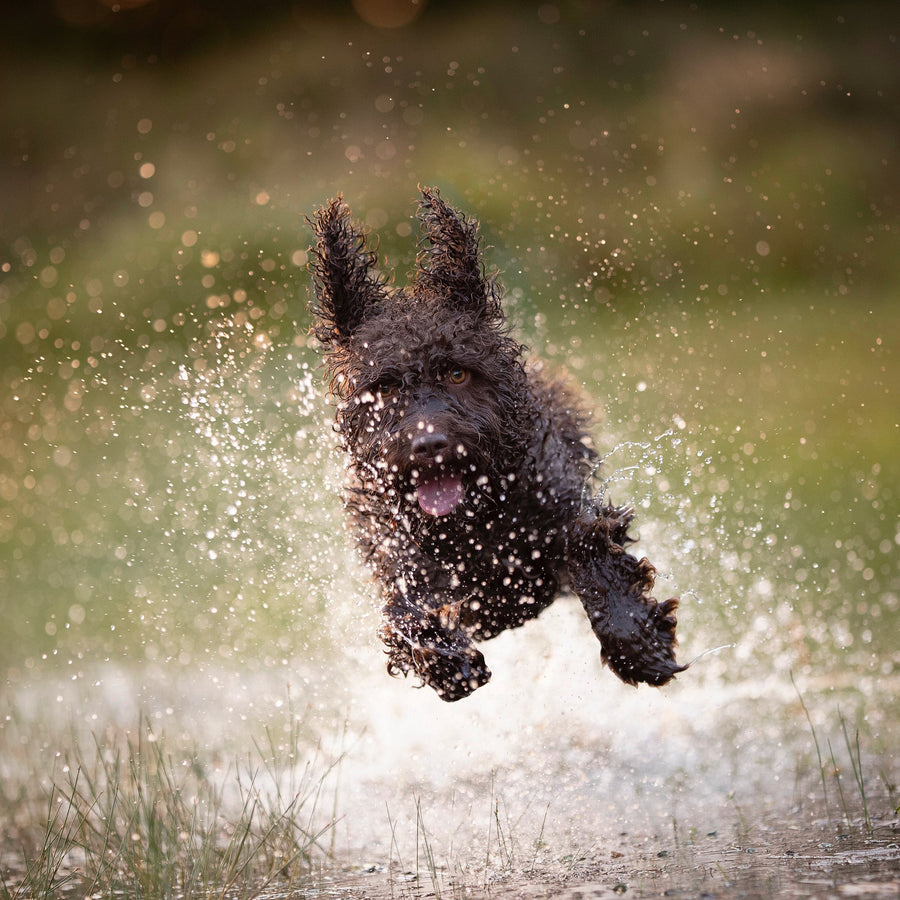 10 Tips for Keeping Your Pet Happy and Healthy