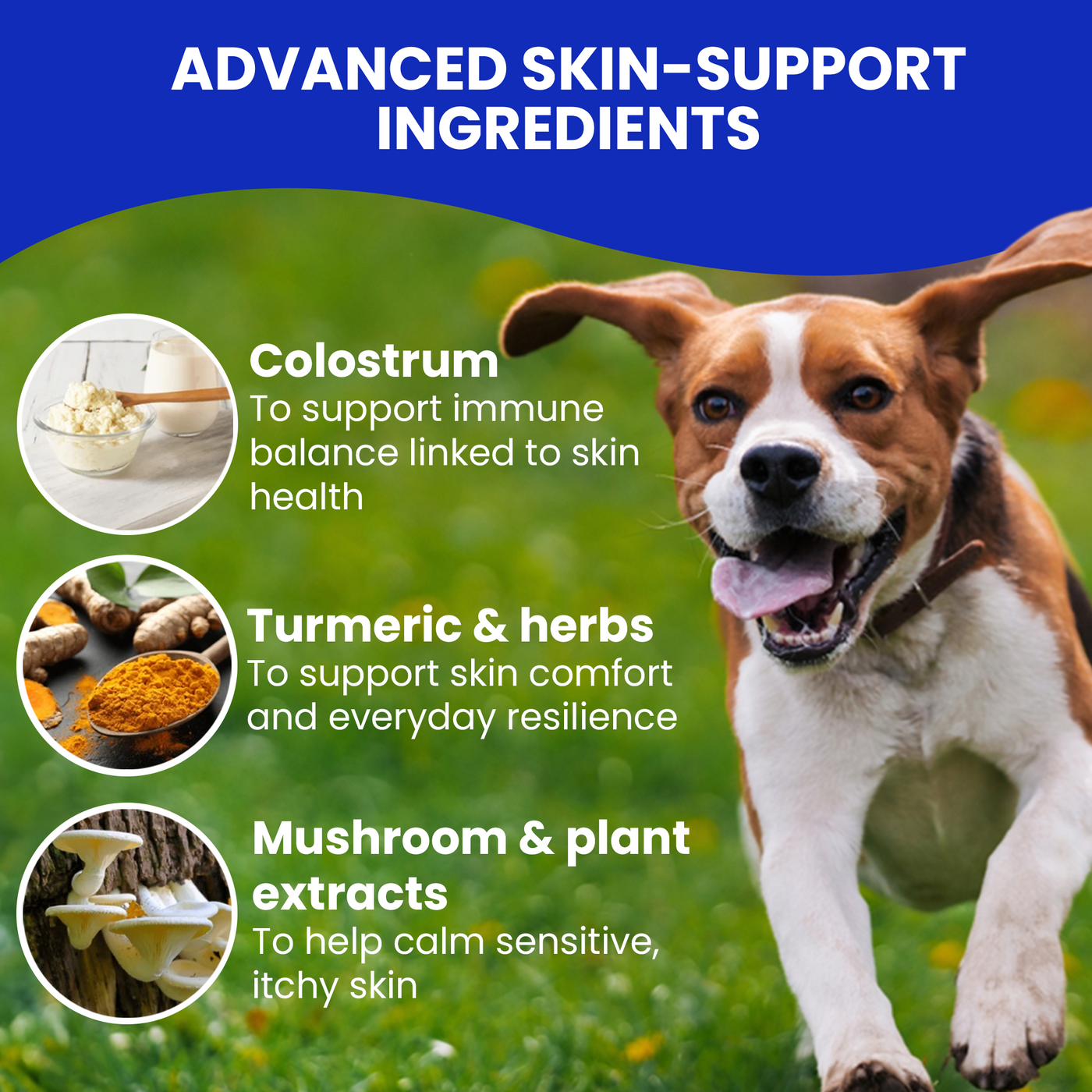 Hamiltons Allergy & Itch Chews for Dogs – Immune Support Soft Chews with Probiotics 120 Beef Flavour Chews - Pet Family